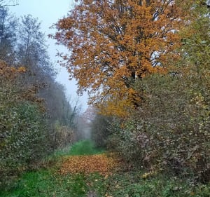 Réchicourt le Château, arboretum, étangs,anciennes écluses - Corinne - 2