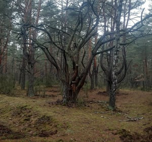 Kampinos  w deszczu - Warszawa - 2