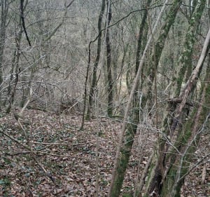 Promenade en foret à Briey - Val de Briey - 2