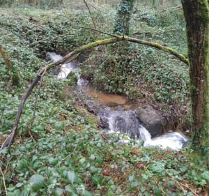 La forêt de Camblot - Ménéac - 2