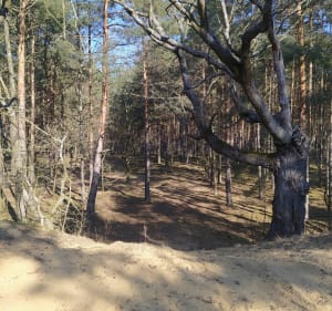 Spacer do średniowiecznego krzyża kamiennego w Kijowicach - Bierutow - 2