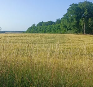 Boucle à Hambach en passant par Grundviller - Hambach - 2