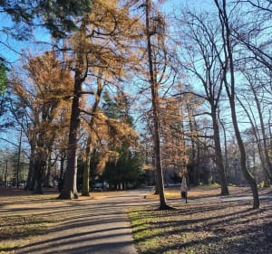 Spacer parkiem oliwskim z palmiarnią - Gdańsk - 2