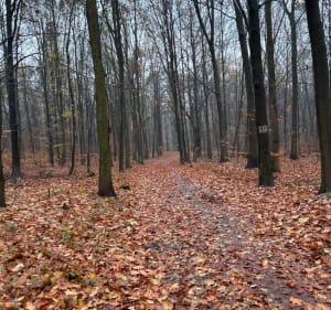 Miejsko-leśna pętla po lesie przy rezerwacie Segiet. - Bytom - 2