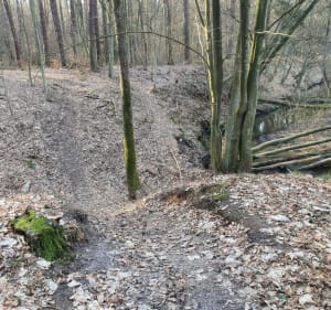 Wokół rezerwatu przyrody "Grądy nad Moszczenicą" - Kębliny - 2