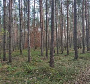 Las Mokrzanski - Wrocław - 2