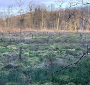 Le chemin autour des ruisseaux du Dahu Ambré - Osselle-Routelle - 2
