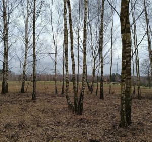 Stryków -Imielnik Stary - Vita - 2