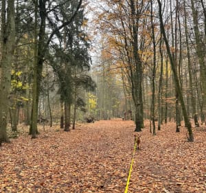 Podbórz - leśna trasa - Szczecin - 2