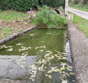 Autour de Blajan par les sous bois - Blajan - 2