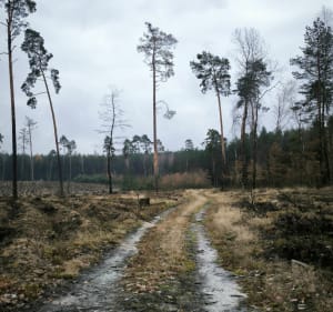 Piła- Kuźnica/ szlak między jeziorami - Piła - 2