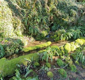 Rodelle et sa forêt, par les Escabrins - Rodelle - 2