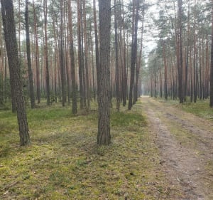 Stare Krasnodęby - Stary Adamów" - Stare Krasnodęby - 2