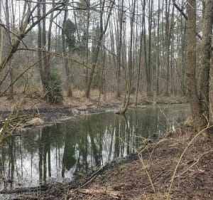 Stare Krasnodęby - Stary Adamów" - Katarzyna - 4
