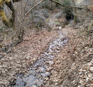 Balade au travers des forêts en passant par la chartreuse - Les Ancizes-Comps - 4