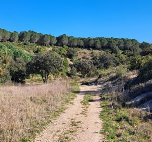 Parcourir les sous-bois de Saussan, Pignan et Murviel - Cournonterral - 2