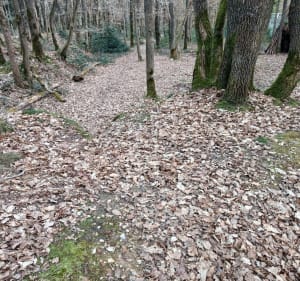 Balade dans la nature à Saint-Aubin-des-Bois - XAVIER - 2