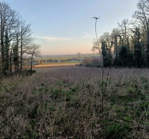 Balade dans la nature à Saint-Aubin-des-Bois - Saint-Aubin-des-Bois - 2