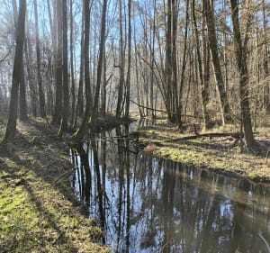 Cztery stawy w dolinie Dłutówki o poranku - Łaziska - 3