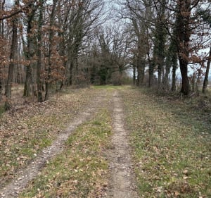 Bois de Saulzet - Katia - 3