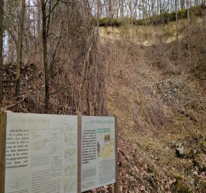 Escapade au bois des Palis - Poligny - 2