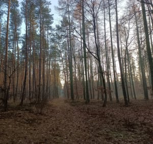 Lasy Czerniejewskie, Wierzyce - Wierzyce - 2