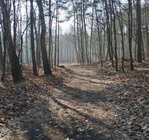 Las Rudnicki - Grudziądz - 2