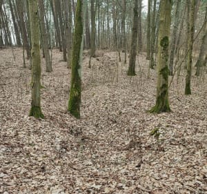 Pętla do Pokrzydowa - Brodnica - 2