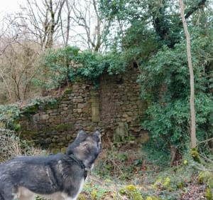 Sentier des écoles de Saint-Félix-de-Sorgues, par Bourmoul - Mouffette pailletée  - 3