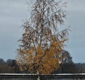 Wzdłuż ostrołęckich DDRów - Mariusz - 2