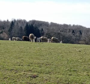 Balade autour de Geneytouse - La Geneytouse - 3