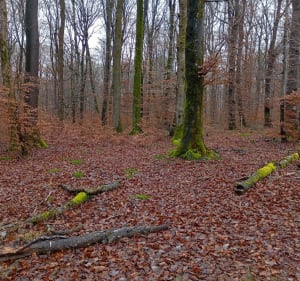 Randonnée à  Bourogne - SANDRINE - 3