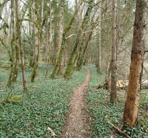 Dans les bois de Saint-Roch - Chaumont - 2