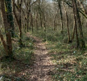 Parcours en Forêt de Benon - Benon - 2