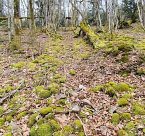 Mont Chatard au départ de Saint Verrand - Saint-Vérand - 2