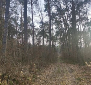 Dąbrowa - spacer po lesie - Lublin - 2