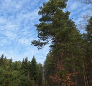 Marszo-bieg Knapówka - Knapówka - 2
