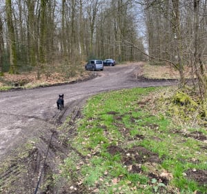 Mamé en forêt d’Eawy et route de Missy - Saint-Saëns - 2