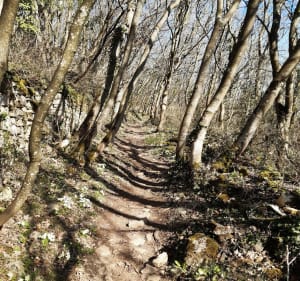Sur les hauteurs d'Albigny-sur-Saône par le Crêt - Albigny-sur-Saône - 2