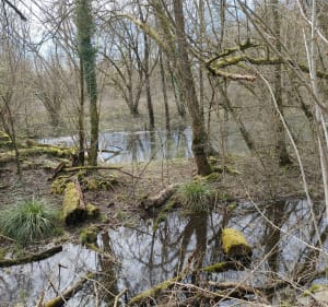 Boucle des Bords d'Allier - Bellerive-sur-Allier - 2