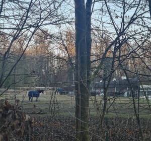 Boucle du Tannenwald - Mulhouse - 2
