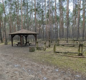 Las Gdański - Bydgoszcz - 2