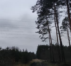Las w Kroczymiechu - Libiąż - 2
