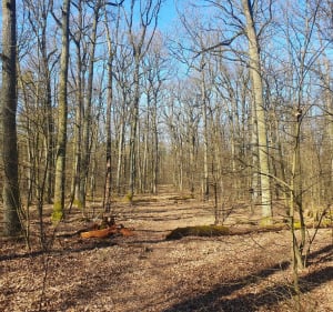 " Przez rezerwat przyrody Dąbrowa Grotnicka" - Orła - 2