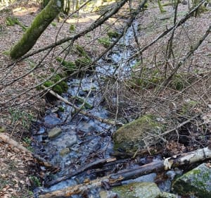 Chalet Le Collet direction le Honneck - Xonrupt-Longemer - 2