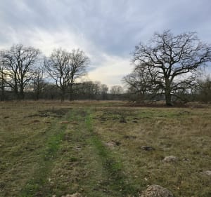 Puszczykowo do Dębów Rogalińskich - Puszczykowo - 2