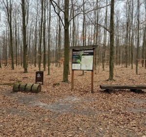 Wysoka Głogowska po sosonowym lesie - Wysoka Głogowska - 2