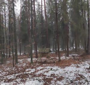 Kopalniówka las - 2 - Libiąż - 2