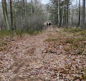 Lasy Kozłowieckie - Piotr - 2