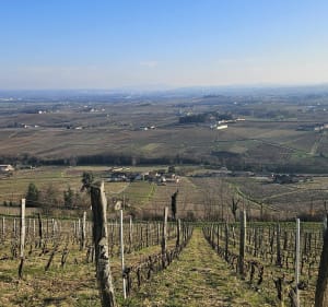 Circuit Mont Brouilly par les vignes - Charentay - 2